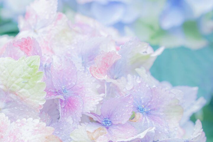 紫陽花と切り絵御朱印に心ときめく。奈良・四ヶ寺をめぐる「あじさゐ回廊」さんぽ