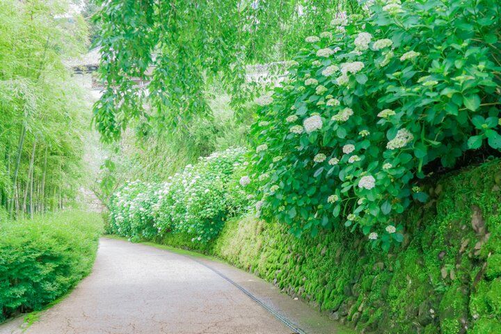 紫陽花と切り絵御朱印に心ときめく。奈良・四ヶ寺をめぐる「あじさゐ回廊」さんぽ