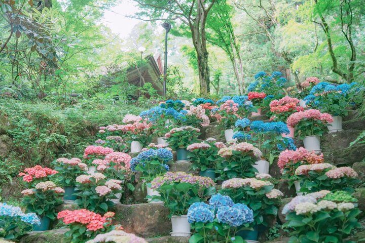 紫陽花と切り絵御朱印に心ときめく。奈良・四ヶ寺をめぐる「あじさゐ回廊」さんぽ