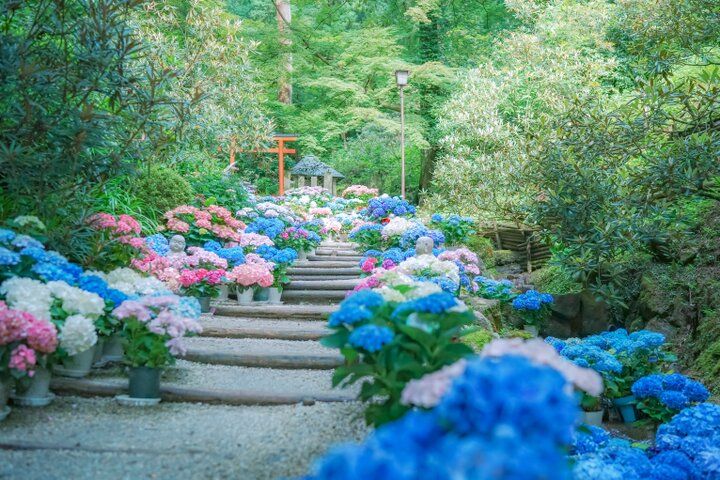 紫陽花と切り絵御朱印に心ときめく。奈良・四ヶ寺をめぐる「あじさゐ回廊」さんぽ