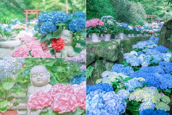 紫陽花と切り絵御朱印に心ときめく。奈良・四ヶ寺をめぐる「あじさゐ回廊」さんぽ