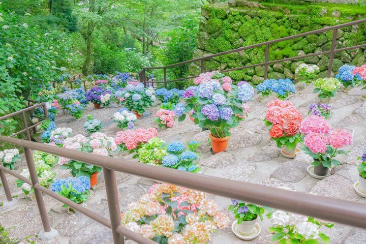 紫陽花と切り絵御朱印に心ときめく。奈良・四ヶ寺をめぐる「あじさゐ回廊」さんぽ