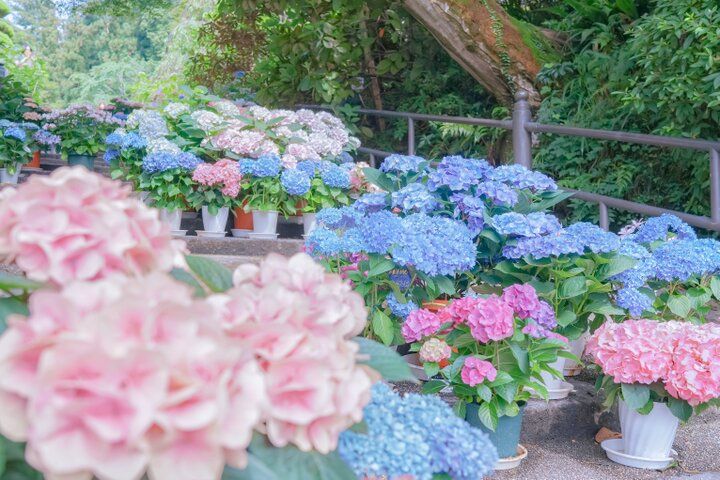 紫陽花と切り絵御朱印に心ときめく。奈良・四ヶ寺をめぐる「あじさゐ回廊」さんぽ