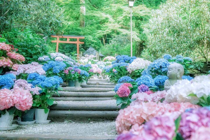 紫陽花と切り絵御朱印に心ときめく。奈良・四ヶ寺をめぐる「あじさゐ回廊」さんぽ