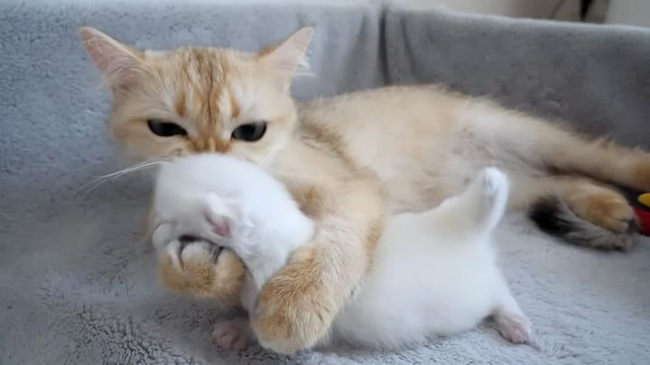 思わず力が入り過ぎちゃう子猫