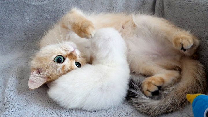 赤ちゃん猫が好き過ぎる子猫