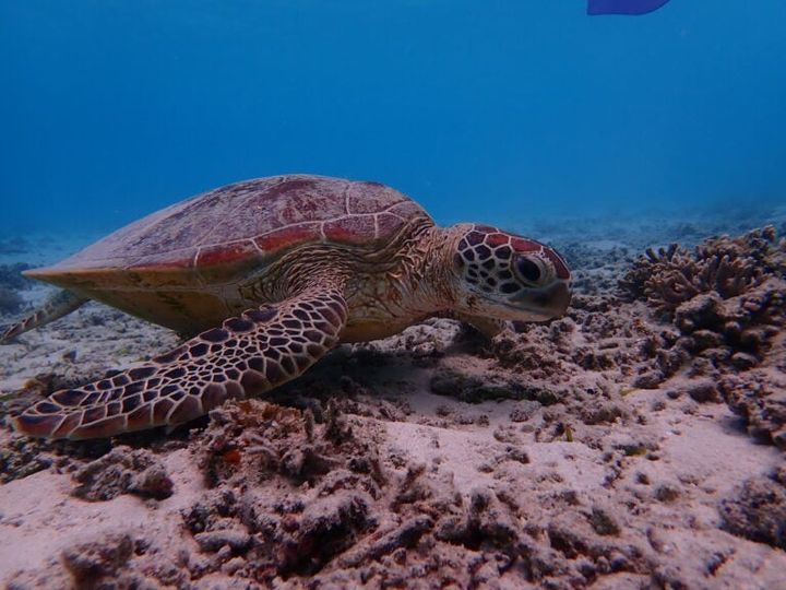 沖縄 座間味島 ウミガメ