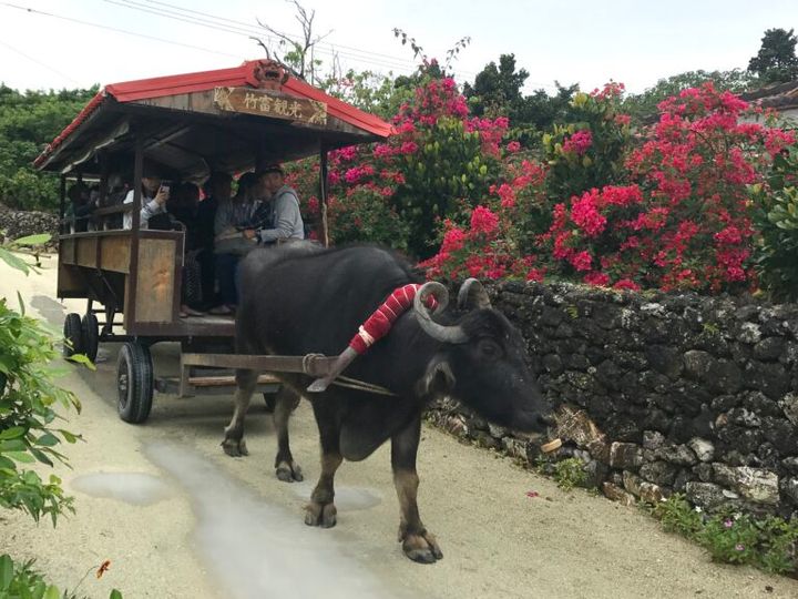 沖縄 竹富島 水牛
