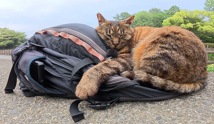 リュックを枕にして眠る猫