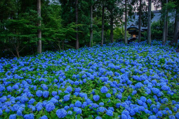 あじさいの御朱印も♪ 一面を青に染める秋田のあじさい寺「雲昌寺」へ