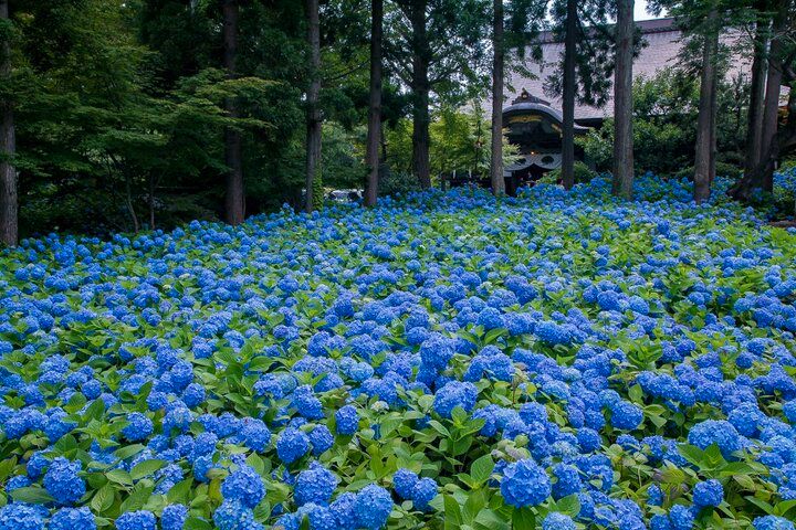 あじさいの御朱印も♪ 一面を青に染める秋田のあじさい寺「雲昌寺」へ