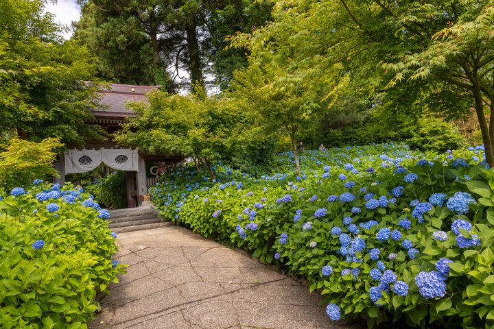 あじさいの御朱印も♪ 一面を青に染める秋田のあじさい寺「雲昌寺」へ