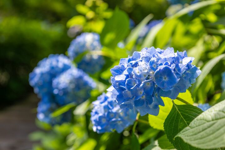 あじさいの御朱印も♪ 一面を青に染める秋田のあじさい寺「雲昌寺」へ