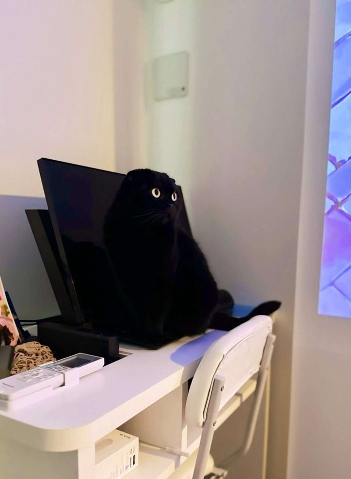 どーなってるの！？（画像は＠fuwamopurimoさんの投稿より）