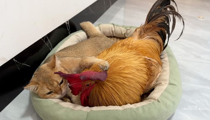 ニワトリを抱きしめる子猫