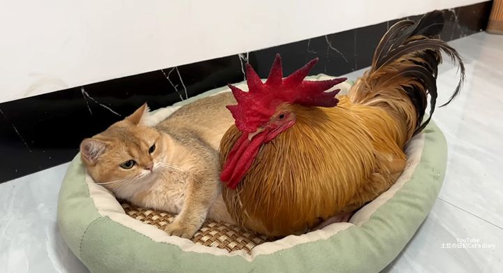 一緒にくつろぐ子猫とニワトリ