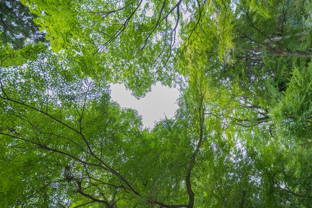 青もみじのハート