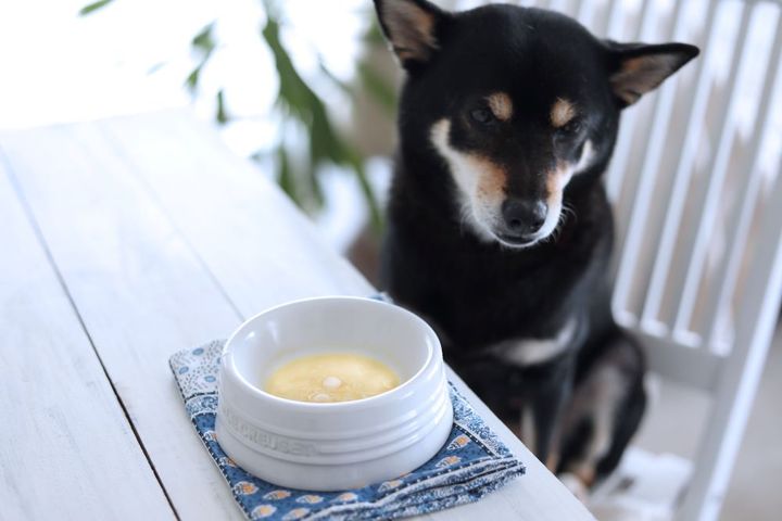 犬用トウモロコシのポタージュ
