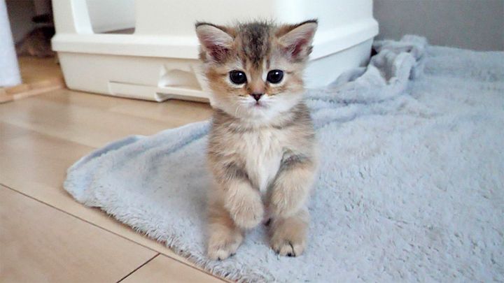 立ち上がる子猫