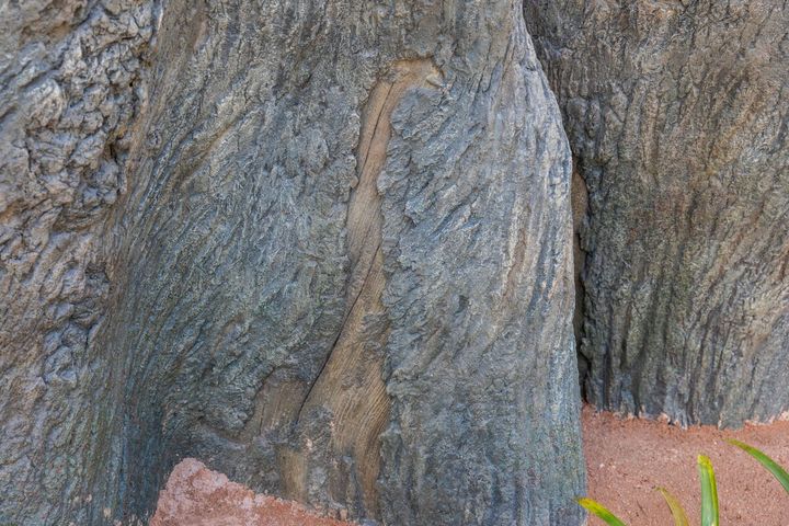 ジャングリア ツリーの体験