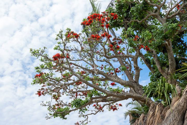 JUNGLIA TREE（ジャングリア ツリー）03