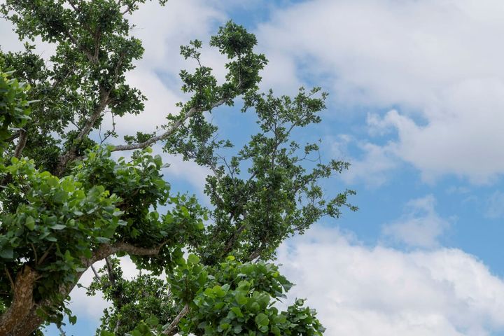 JUNGLIA TREE（ジャングリア ツリー）02