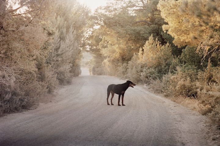 Dog on a Camino, Ibiza, Spain, 2004