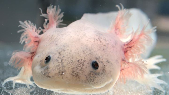 ニキビ薬成分が“再生GPS”になっていた