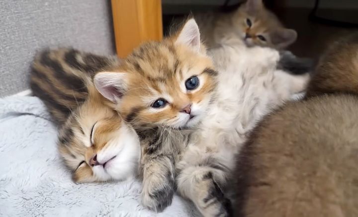 枕にされちゃった子猫