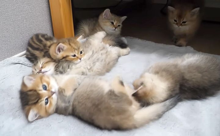 ウトウトする子猫達