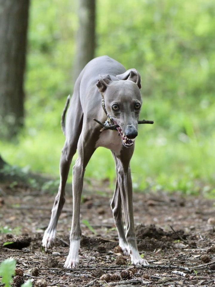 ＠IGGY_PUTTOさんの投稿より