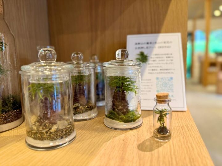 高野山 天風てらす