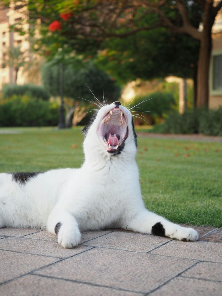 本日の美人猫vol.633