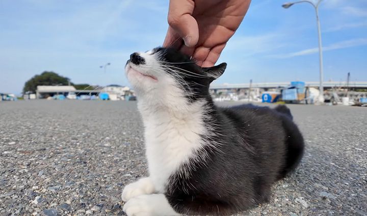 撫でられる猫