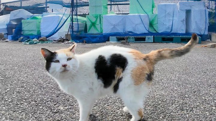 ハートマークのある猫