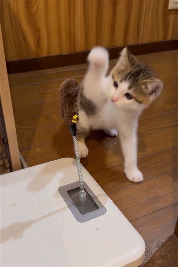 ニャんで当たらないの？なかなかヒットしない連続ネコパンチが話題に