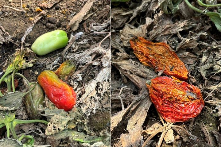 地面に落ちたトマト