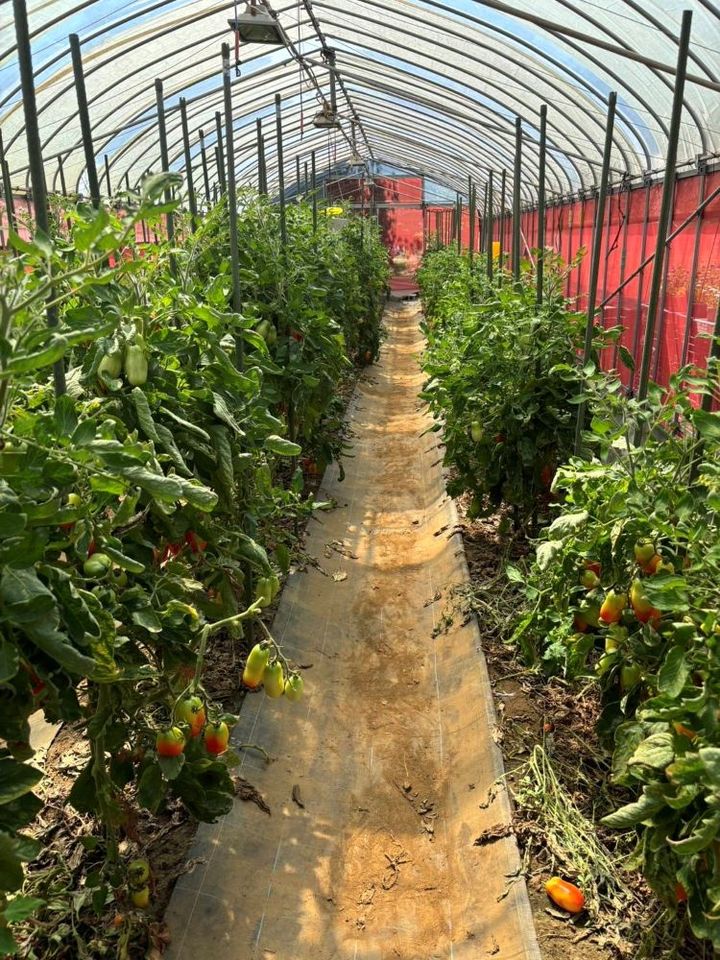 東京8の散布比較