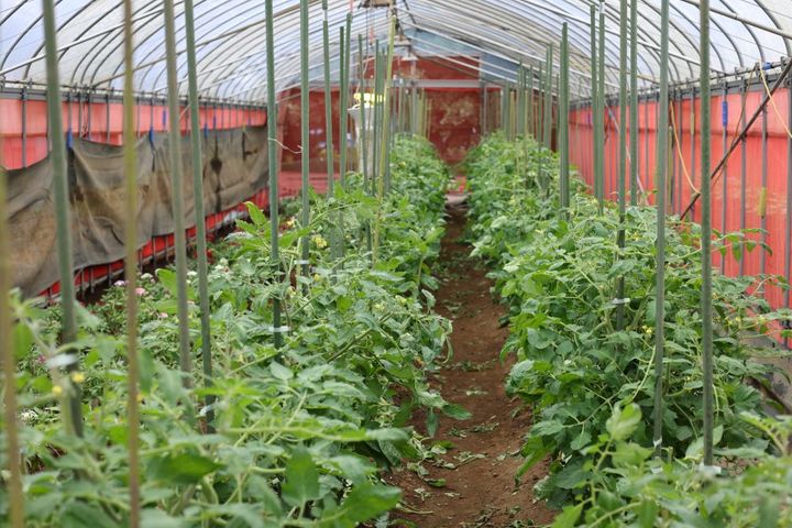 横山園芸のイタリアントマト