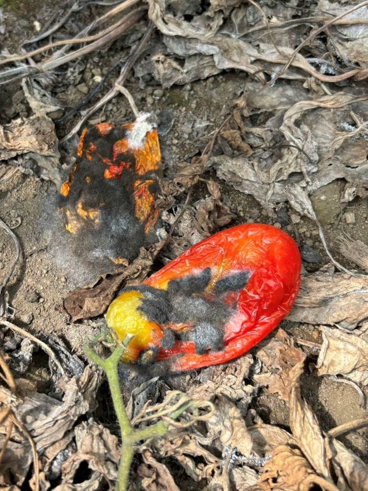 地面に落ちて腐ったトマト