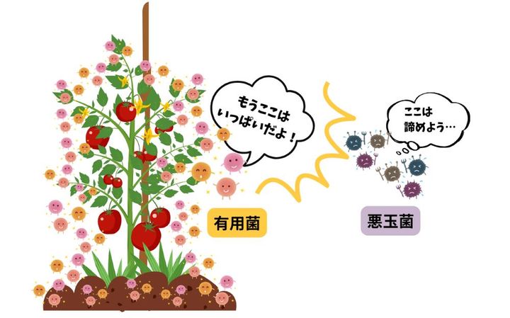 有用菌を利用したガーデニング