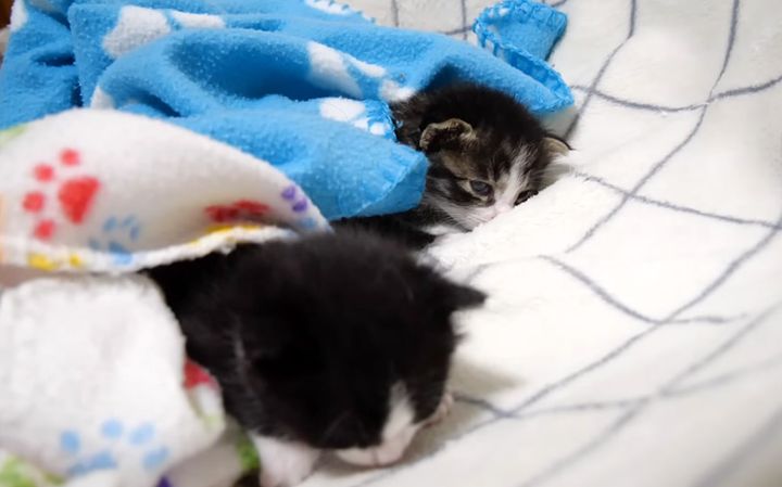 寝落ちした子猫