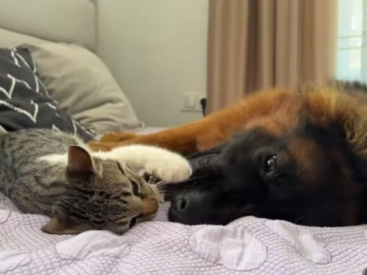 シェパード犬が優しすぎる…！