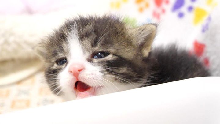 お腹空いた子猫