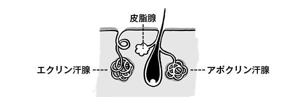 ２つの汗腺（エクリン汗腺、アポクリン汗腺）