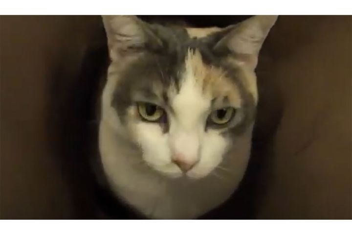 猫がいくらでも遊べちゃう身近なある物とは