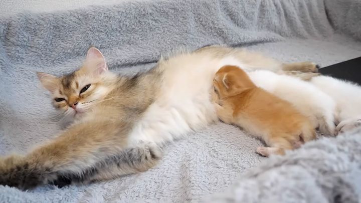 ミルクを飲む子猫