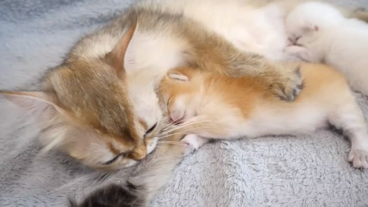 抱きしめられて眠る子猫
