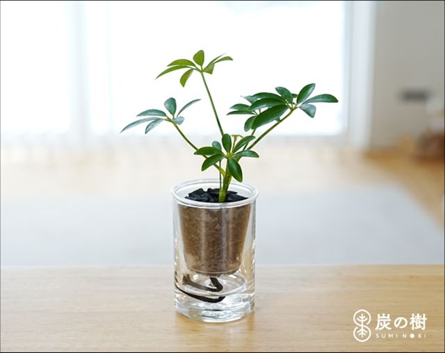 スミノキ 商品接写