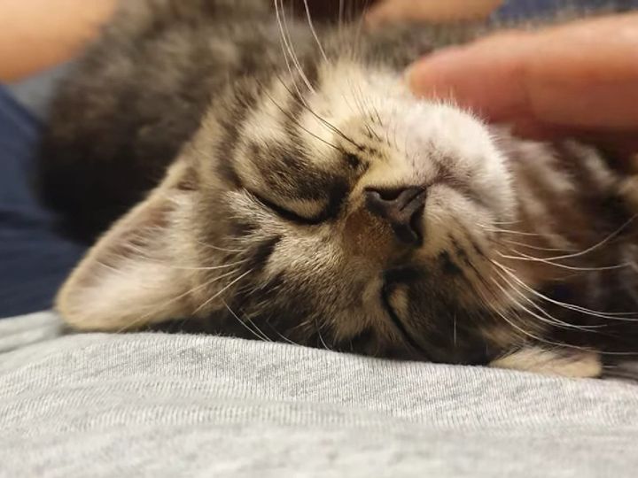 この表情である…！